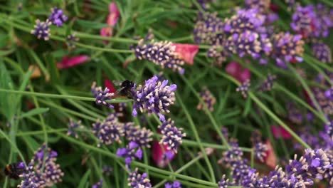 bumblebee flying and sitting on the blossom of a purple lavender bush, harvesting and pollen