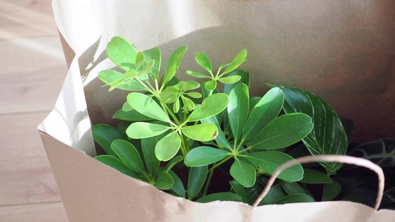 Piante verdi da appartamento in un sacchetto di carta per la spesa.
