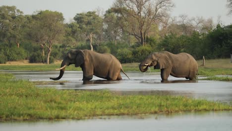 Breiter-Schuss-Von-Zwei-Afrikanischen-Elefantenbullen,-Die-Einen-Fluss-In-Khwai-Botswana-überqueren