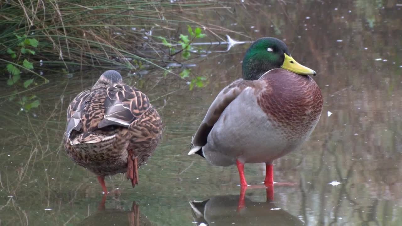 A pair of Mallard Ducks, Anas platyrhynchos dozing in a shallow pond. Autumn. UK