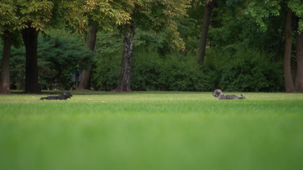Dua anjing berbaring di rumput di taman