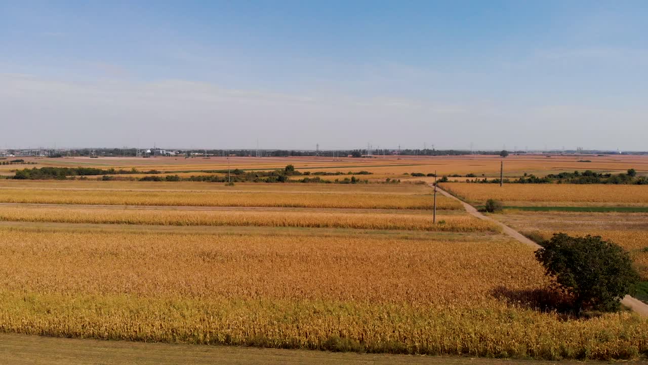 Aerial footage with agriculture concept of corn fields in foreground and the background