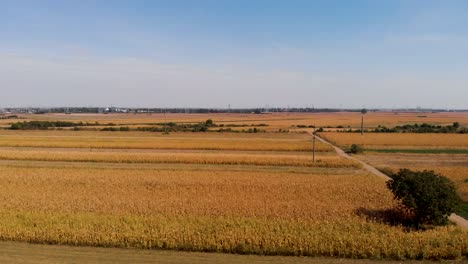 imágenes aéreas con el concepto de agricultura de campos de maíz en primer plano y en segundo plano
