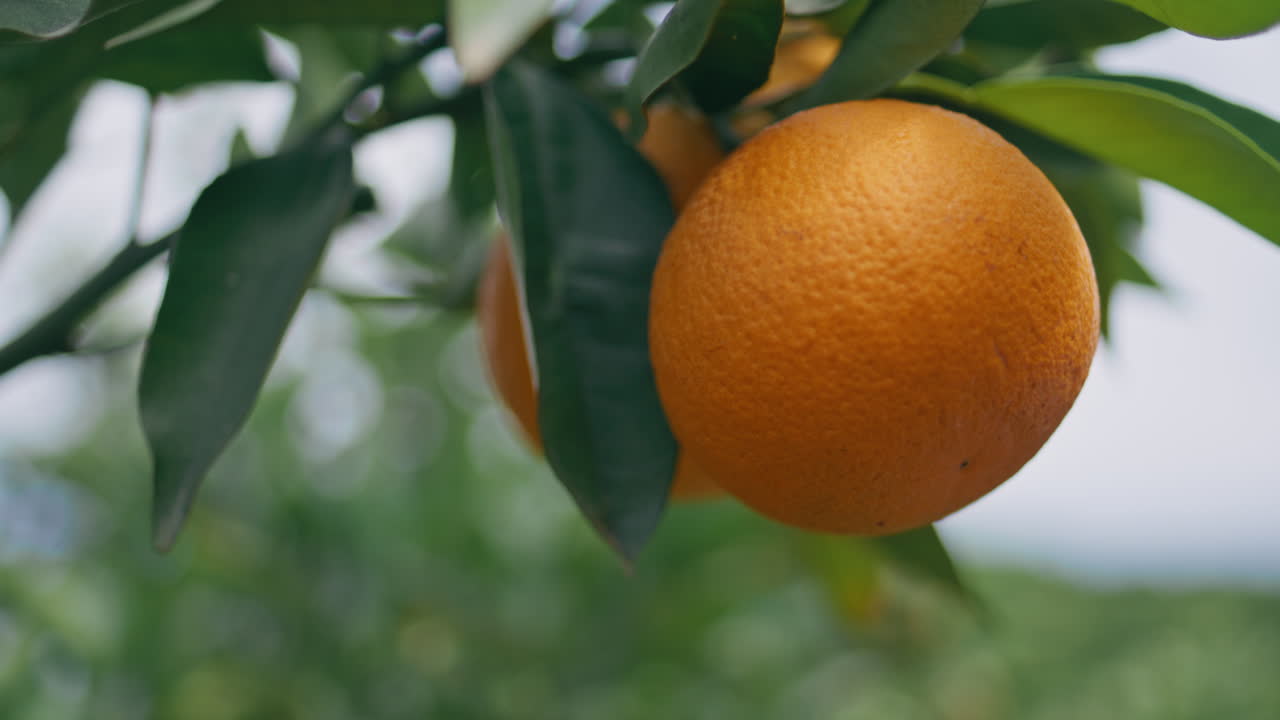rama de árbol de naranja de frutas jardín de verano de primer plano. huerto soleado cultivo de la naturaleza