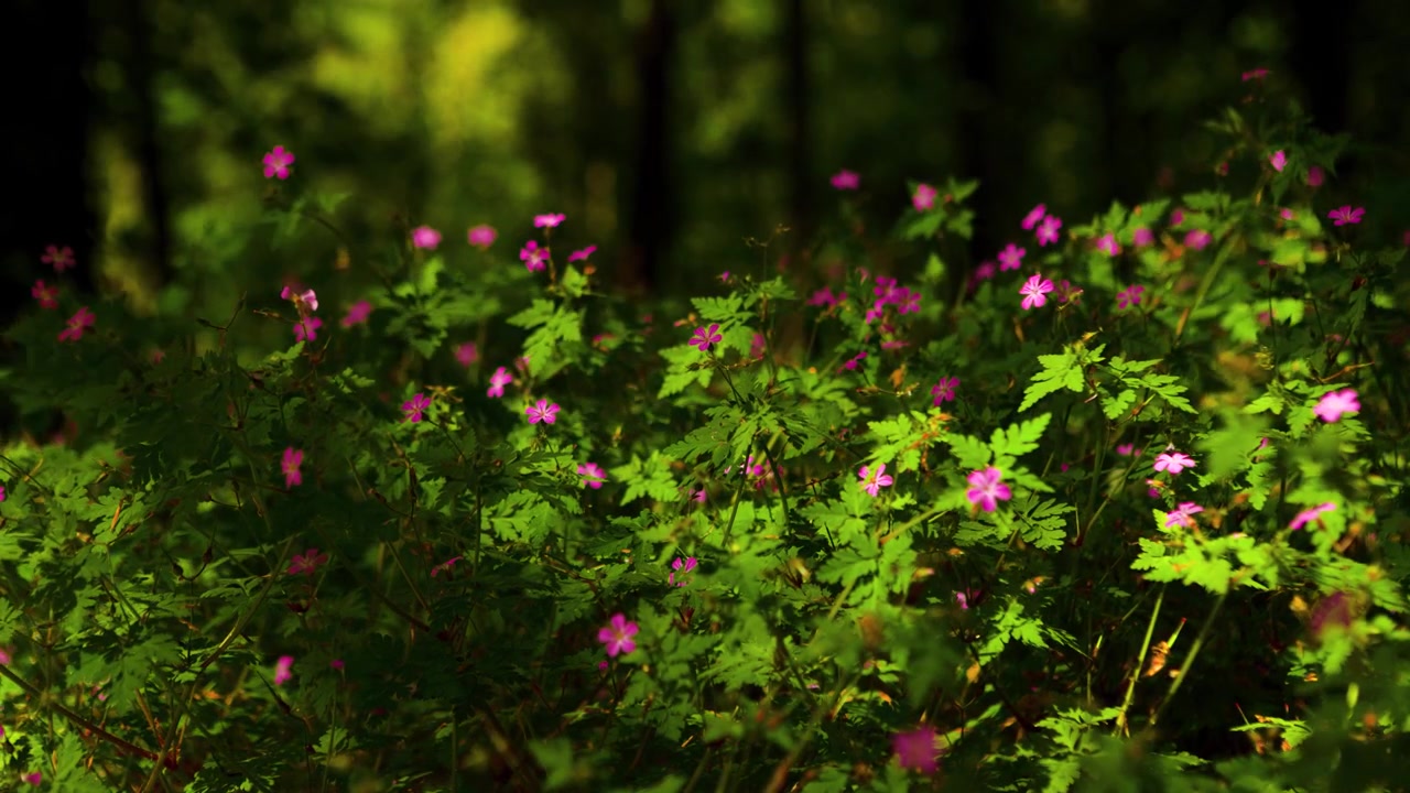 Sunlit Herb Robert wildflowers in woodland with soft moving shadows and gentle breeze