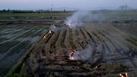 rice paddy burning