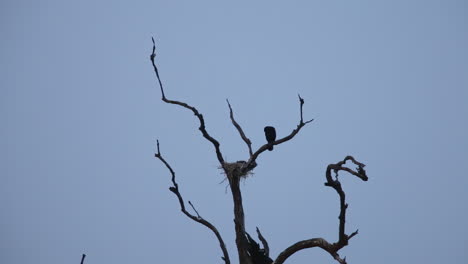 black cormorant bird nesting in bare dead tree branches on kabini river in nagarhole national park