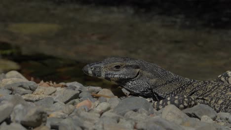 Primer-Plano-De-Goanna-Tomando-El-Sol-Cerca-Del-Arroyo-Del-Bosque