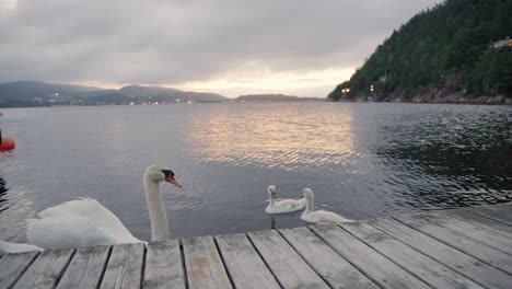 Swan-family-swims-peacefully-by-a-wooden-pier-in-Norway