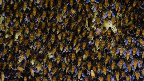 巨型蜜蜂 (giant honey bees) 建立了巨大的巢穴, 裡面有對稱的<unk>袋, 用來儲存蜂蜜作為食物來源.