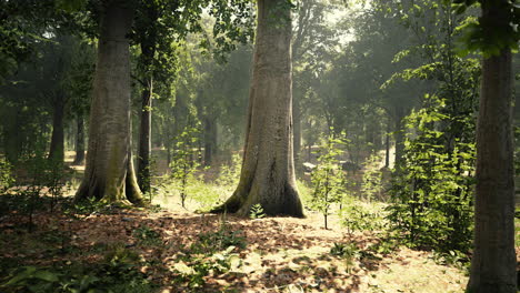 Dicker-Dunkler-Wald-Mit-Moos-Und-Durchscheinenden-Sonnenstrahlen