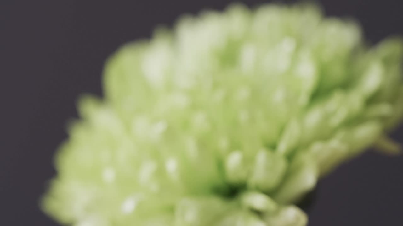 micro vídeo de un primer plano de una flor amarilla con espacio de copia en un fondo gris