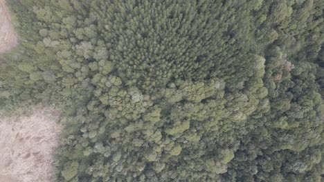 push out top down view of healthy forest with trees and pines and some stone surfaces on the sides