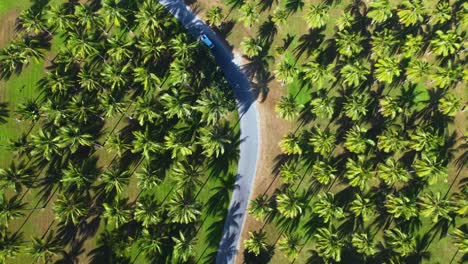 Vídeo-De-Drones-De-4.000-Metros-Con-Una-Vista-Panorámica-De-Una-Camioneta-Conduciendo-Por-Una-Carretera-Que-Atraviesa-Un-Campo-De-Palmeras-En-El-Norte-Tropical-De-Queensland,-Australia