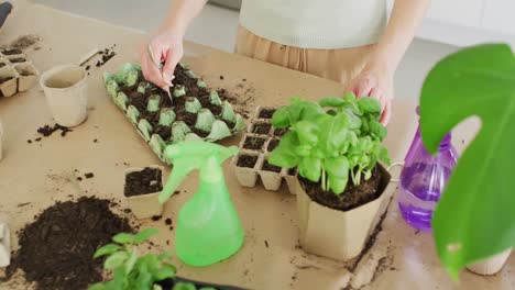 Caucasian-woman-preparing-ground-for-plant-of-basil-on-table-in-kitchen