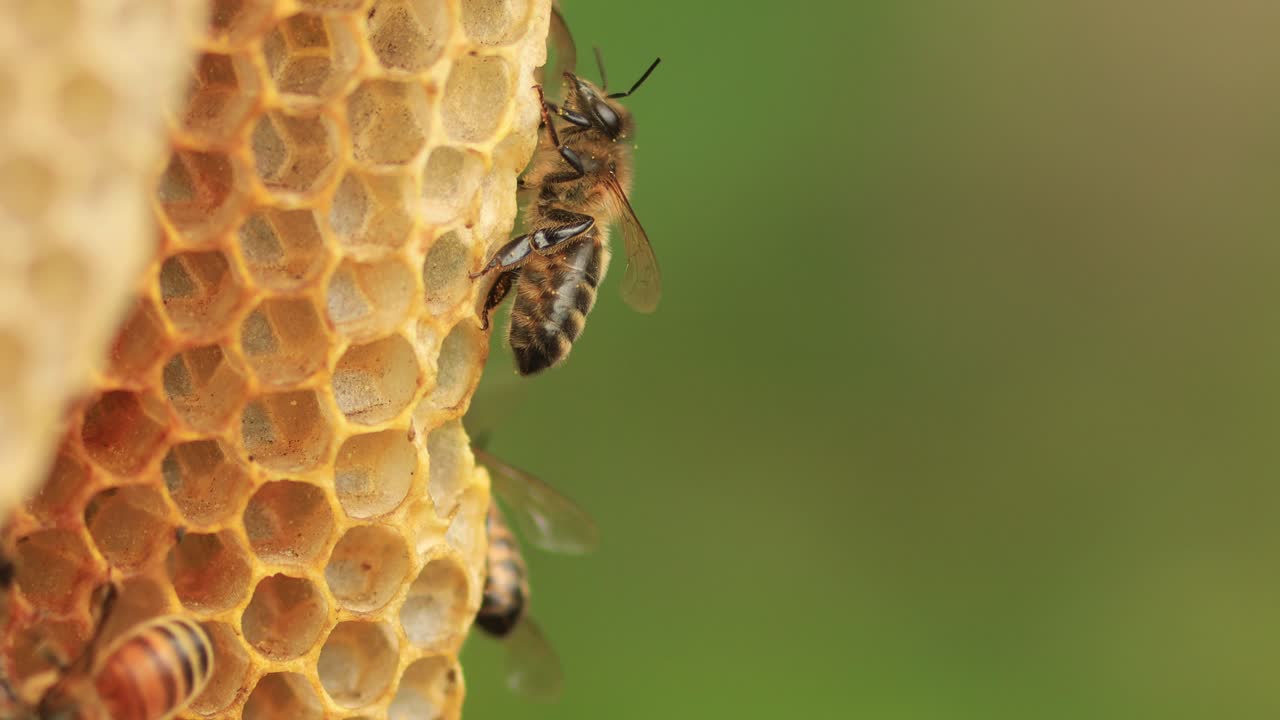 야생 apis mellifera carnica 또는 서쪽 꿀벌이 초점이 맞지 않는 녹색 배경에 대해 밝은 노란색 수분 표시가 있는 벌집 구조를 오가는 서양 꿀벌의 근접 촬영