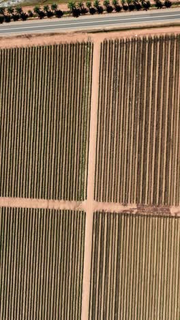 landscape panoramic view of tobacco fields