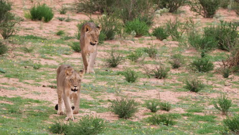 couple of lioness walking in african savanna - wide shot