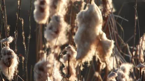 viento que sopla a través de la caña de maza, principios de la temporada de primavera cerca de un río
