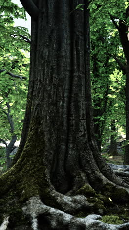 closeup of a large tree trunk in a forest