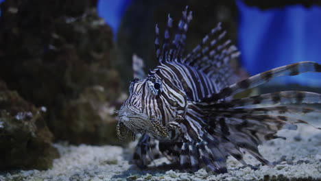 Volitan-lionfish-fish-hovered-over-the-bottom