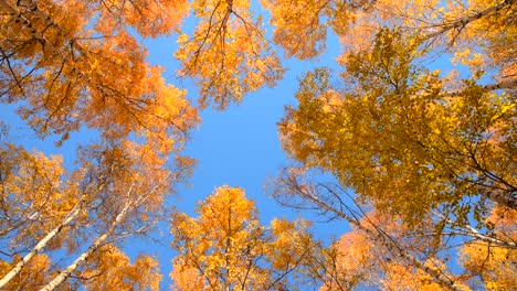 el bosque de otoño contra el cielo azul.