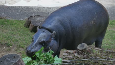 common hippopotamus eats green leaves from broken tree branch