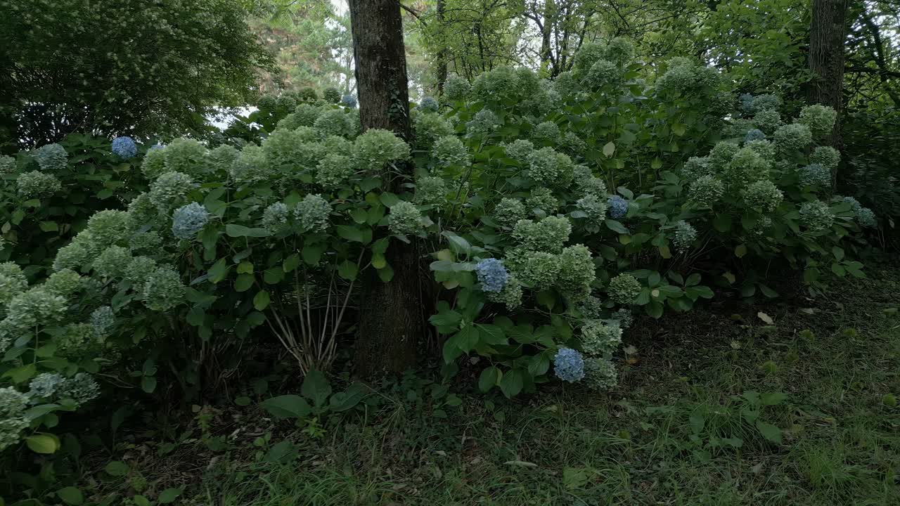 la planta de hortensia o más comúnmente conocida como hortensia