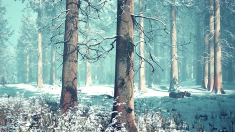 Trees-in-misty-winter-forest-frosty-and-foggy