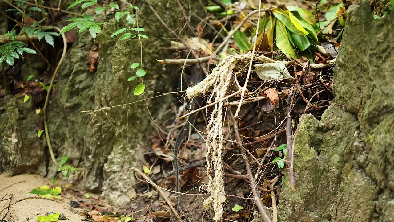 태국 크라비의 나무 가지와 잎자루