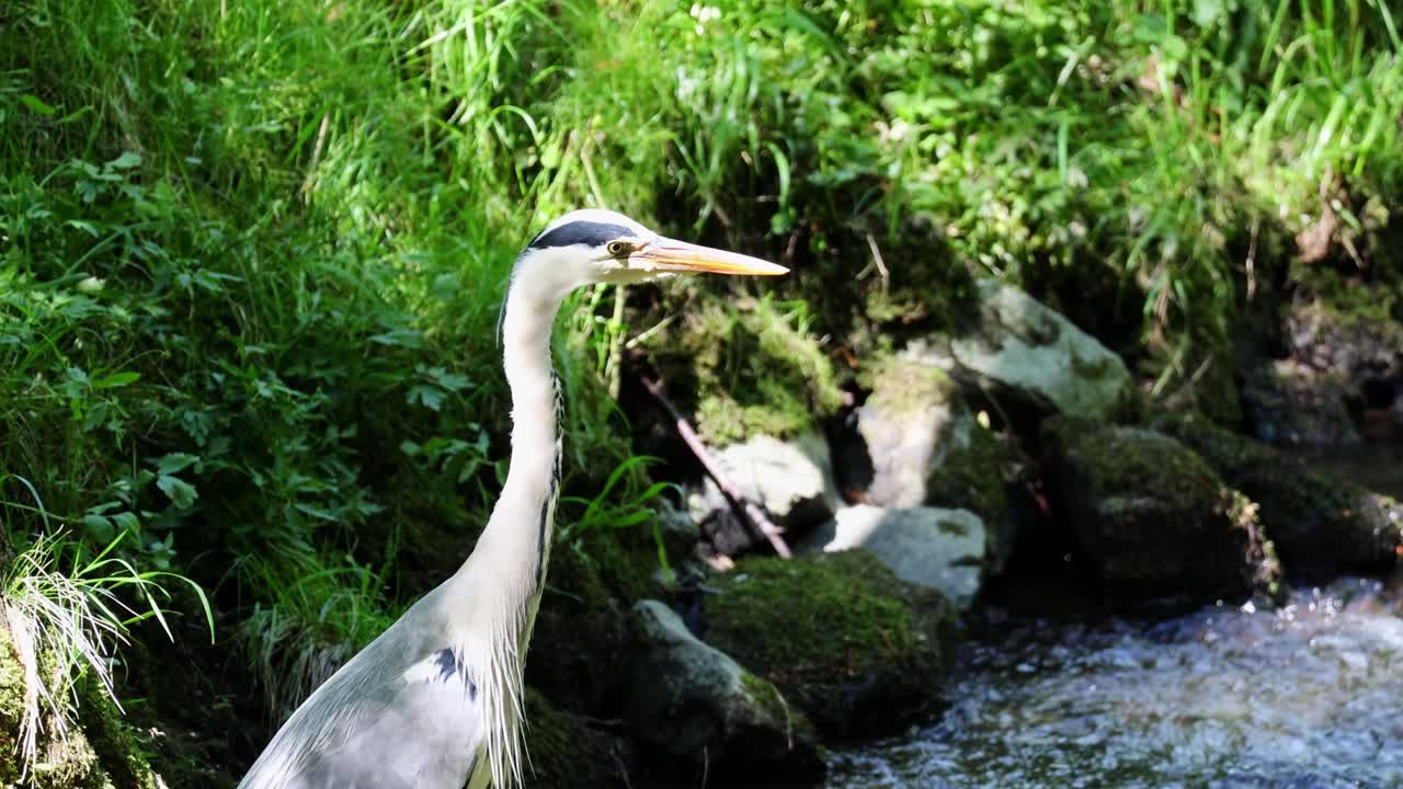 Majestic Grey Heron in sunlight Wild bird in its habitat