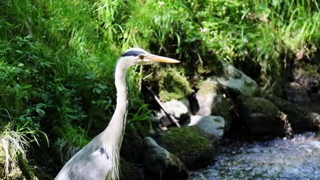 majestic grey heron in sunlight wild bird in its habitat
