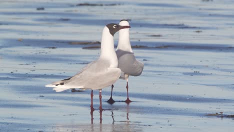 la mouette à tête noire sur la plage est rejointe par une autre volant et atterrissant à côté alors que la première commence à peigner ses plumes