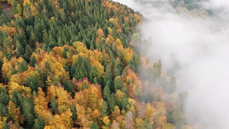 aerial view over vibrant automnal mountain forest with a sea of clouds, 4k