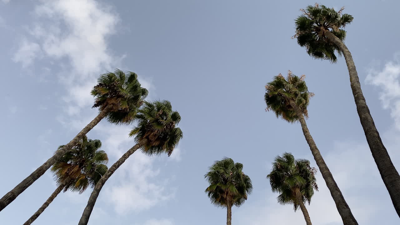 Alte palme che si protendono verso un cielo azzurro tenue, atmosfera andalusa urbana e calda luce mattutina