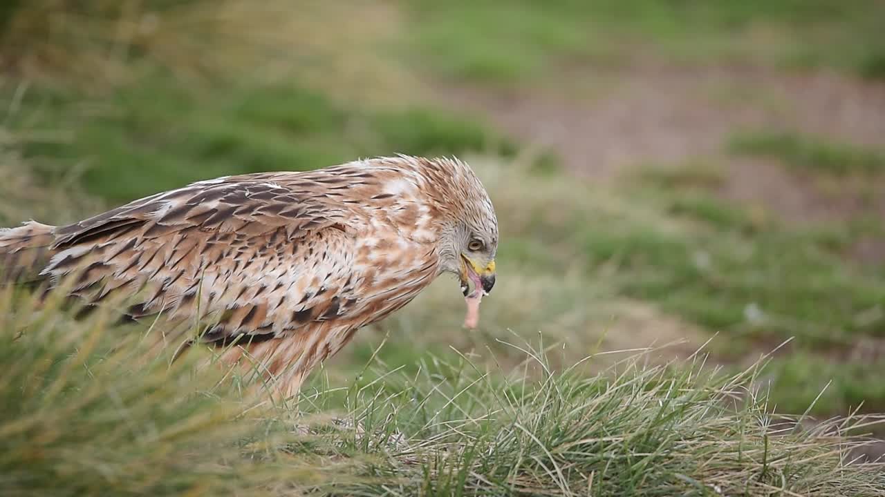 красный змея ест добычу на травянистом лугу