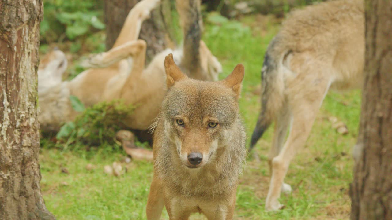 A group of European wolves (Canis lupus lupus) move and interact in a lush forest clearing, with soft natural daylight and steady camera framing
