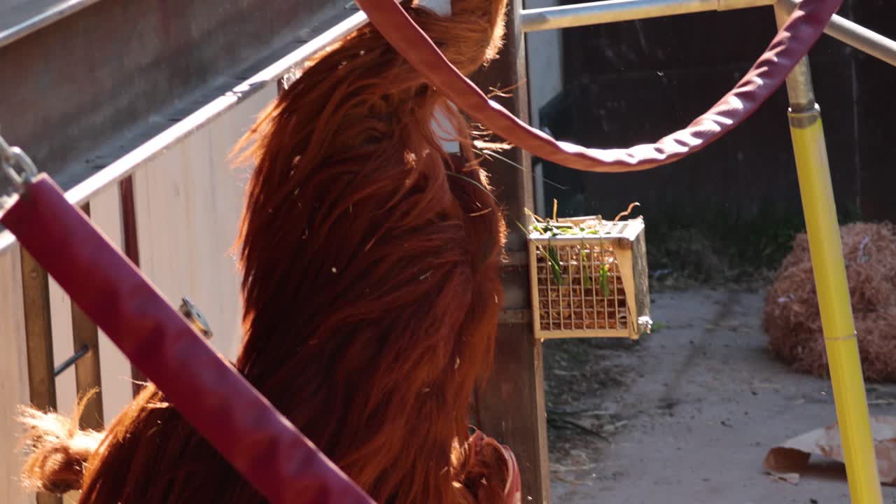 orangután comiendo e interactuando con el recinto