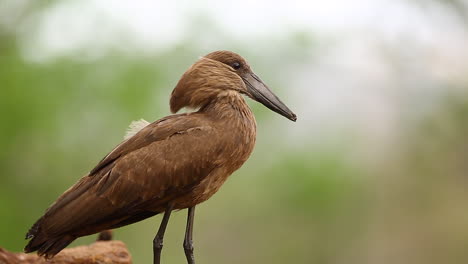 A-view-from-a-sunken-photographic-Mkhombe-hide-in-the-Zimanga-Private-game-reserve-on-a-summer-day-of-birds-feeding-and-drinking