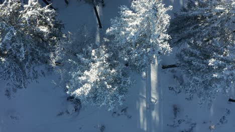 top down view of cross country skiing tracks in forest, aerial view of winter woods, covered in fresh snow