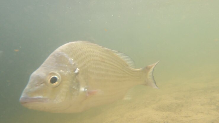 Observing various fish in their natural freshwater habitat
