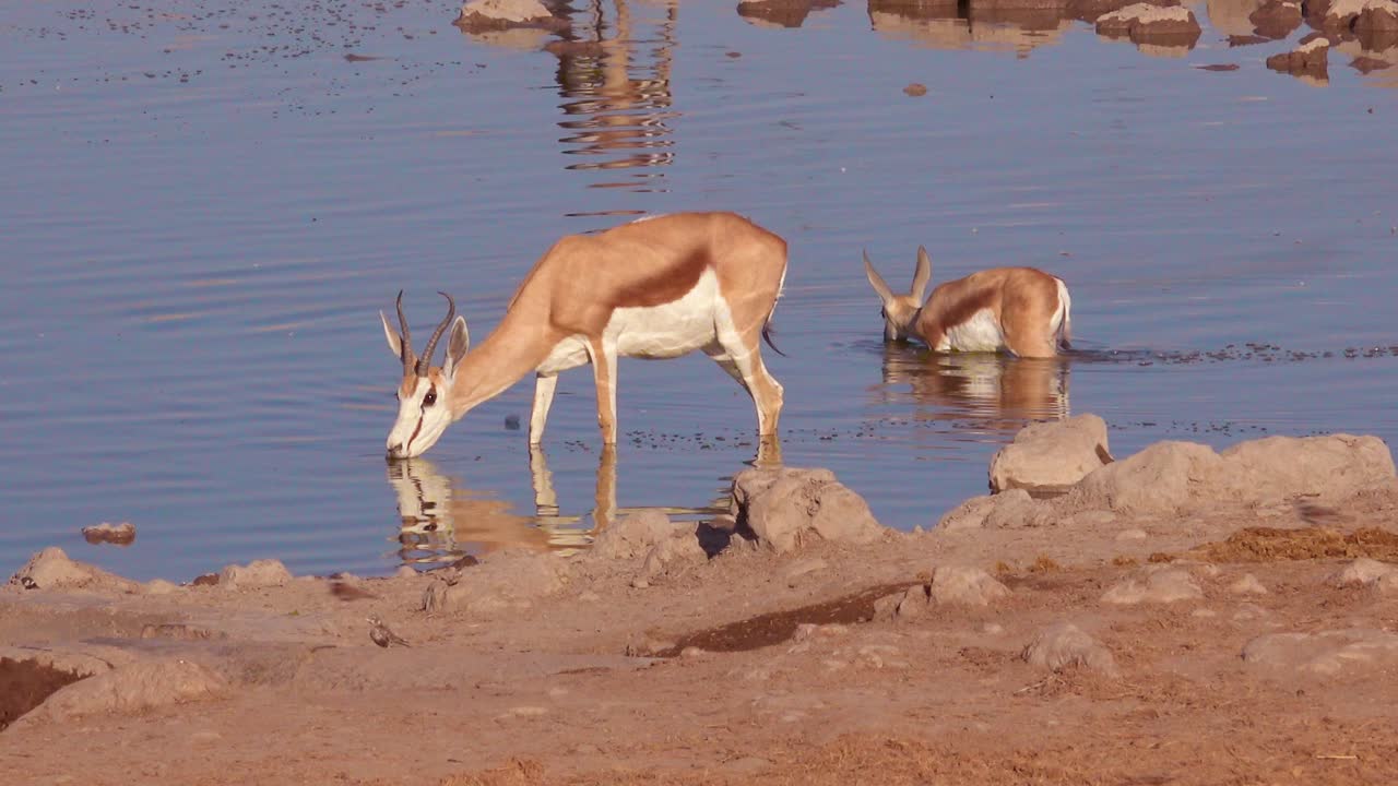 el antílope gacela springbok bebe en un abrevadero en el parque nacional de etosha, namibia