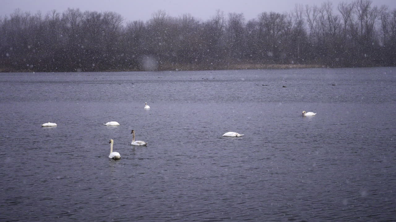 Slow zoom out to group of adult swans on pond with snow falling all around