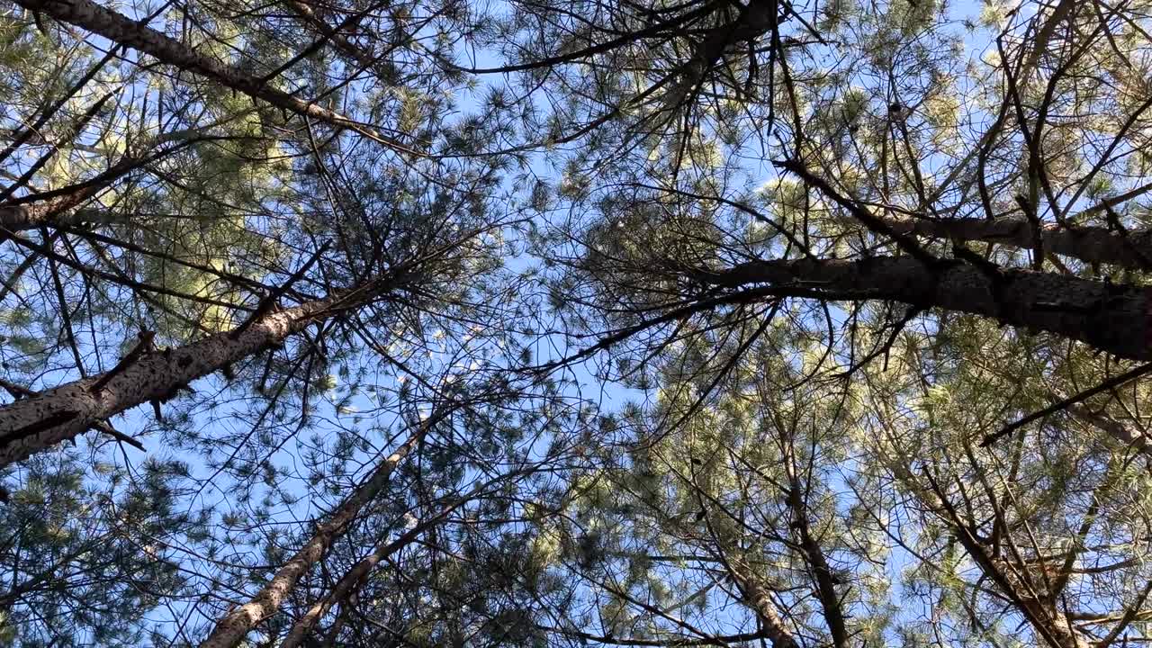 panorámica vertical con rotación circular de la cámara.