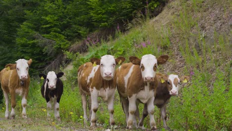 Calves-looking-at-camera-in-the-forest.