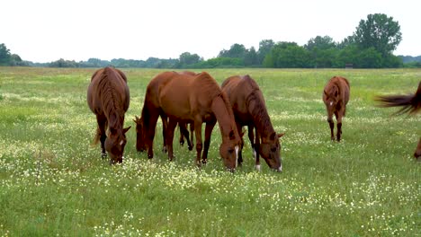 Caballos-Akhal-Teke-Pastando-Pacíficamente-En-Un-Exuberante-Prado-Verde-En-Un-Día-Nublado-En-Bugac,-Hungría