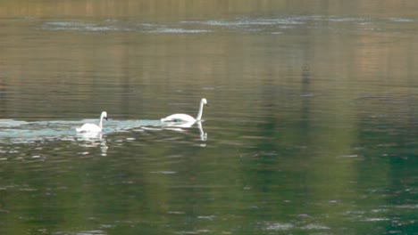 two swans swimming on a calm lake