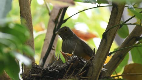 red-bellied thrush bird  feeding chicks with earthworms