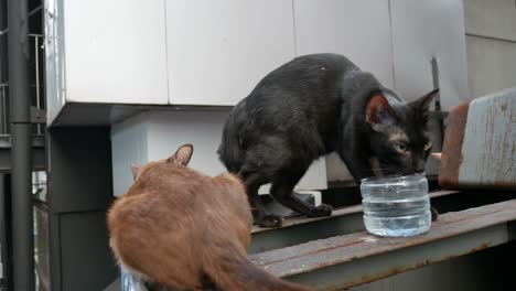 stray cats