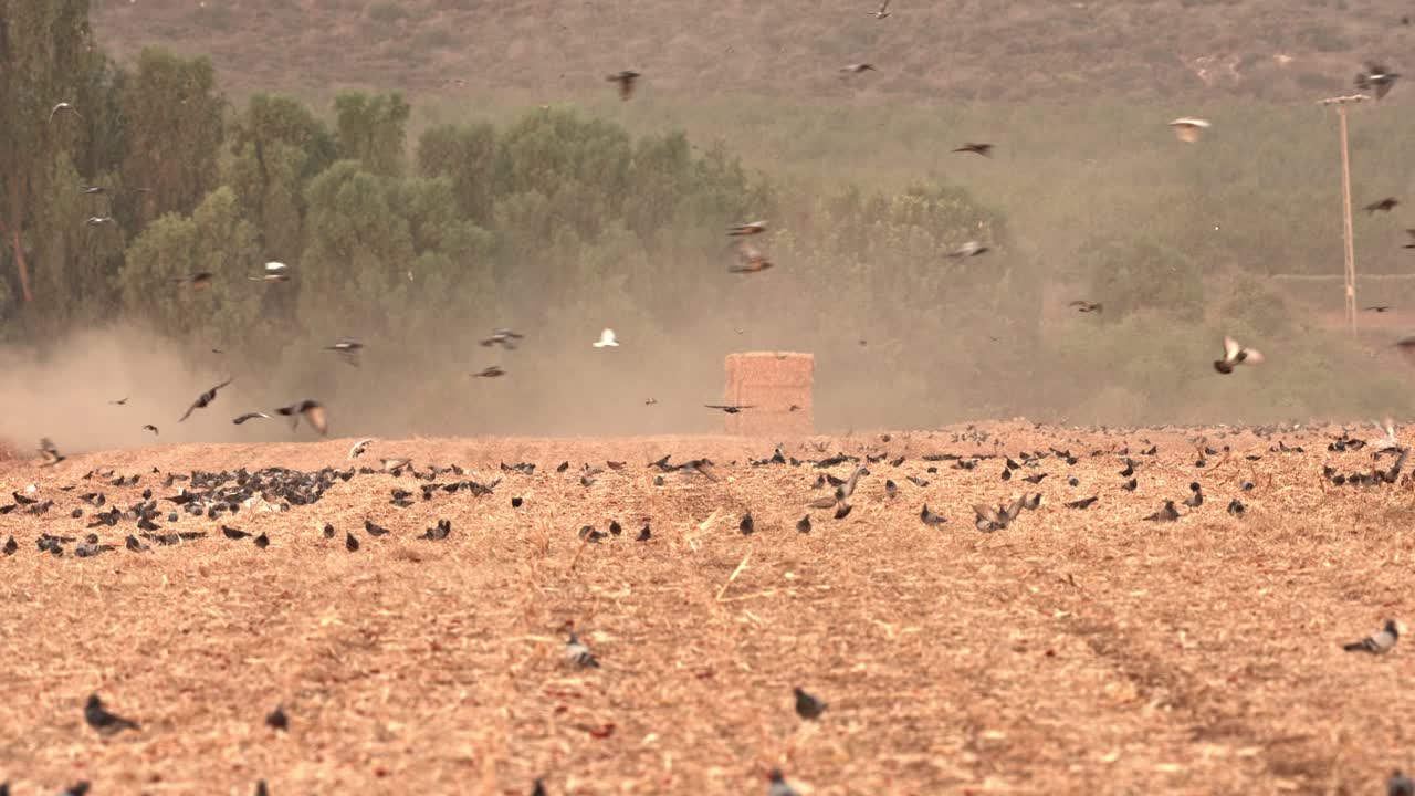 Una bandada de palomas aterriza en un campo de maíz cosechado y recoge semillas.